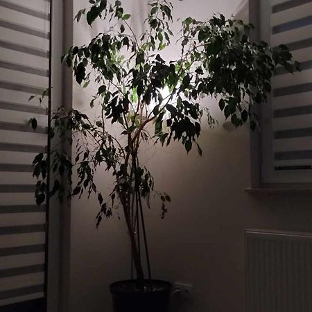 Apartament Zielone Zamienie מראה חיצוני תמונה