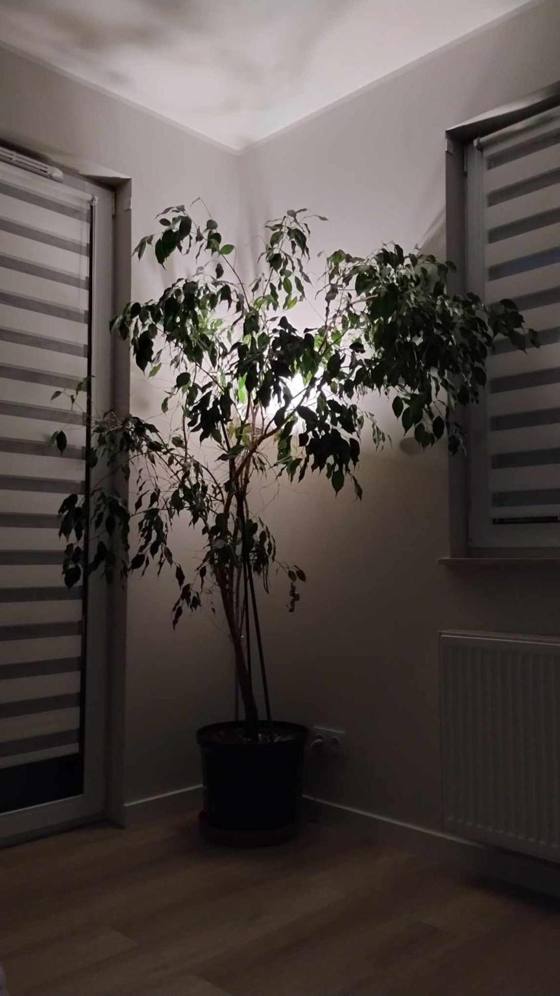 Apartament Zielone Zamienie מראה חיצוני תמונה